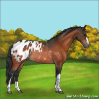 Horse Color:Bay Appaloosa Rabicano 