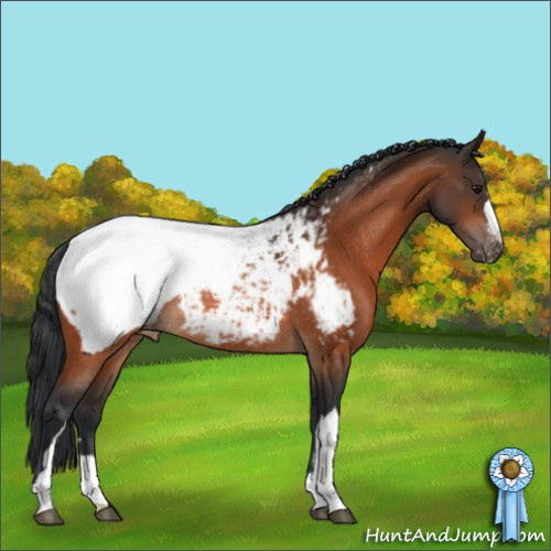 Horse Color:Bay Appaloosa Rabicano  and Bay Appaloosa Rabicano 