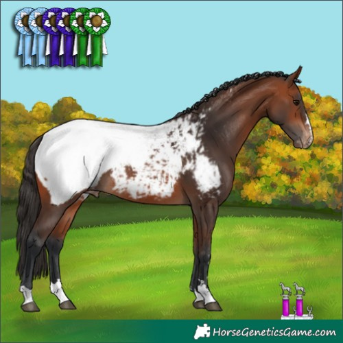 Horse Color:Bay Appaloosa Rabicano  and Bay Appaloosa Rabicano 