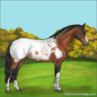 Horse Color:Bay Appaloosa Rabicano 