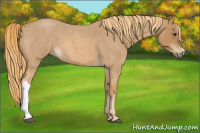 Horse Color:Red Roan