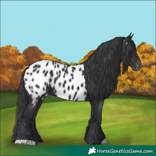 Horse Color:Black Near Leopard 