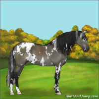 Horse Color:Gray White Spotted Grullo 