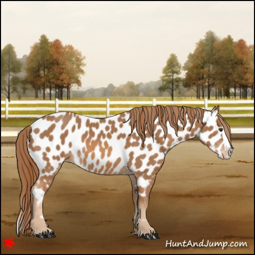 Horse Color:Chestnut Splash Appaloosa 