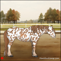Horse Color:Chestnut Splash Near Leopard 