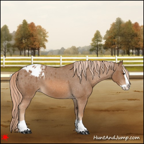 Horse Color:Chestnut Splash Appaloosa 