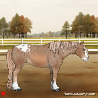 Horse Color:Chestnut Splash Appaloosa 
