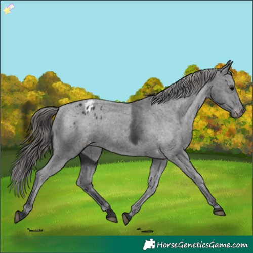 Horse Color:Black Appaloosa Rabicano 