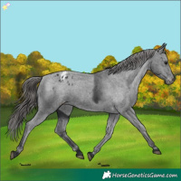 Horse Color:Black Appaloosa Rabicano 