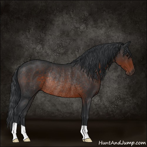 Horse Color:Brown Rabicano 