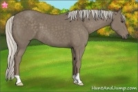 Horse Color:Silver Smoky Black 