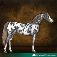 Horse Color:Liver Chestnut Sabino Appaloosa 
