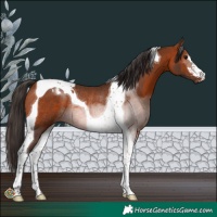 Horse Color:Bay Tobiano Rabicano
