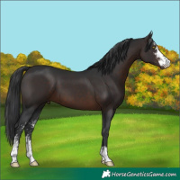 Horse Color:Brown Sabino