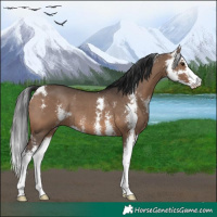 Horse Color:Brown Dun Sabino