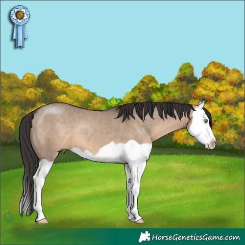 Horse Color:Brown Dun Splash 