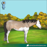 Horse Color:Brown Dun Splash