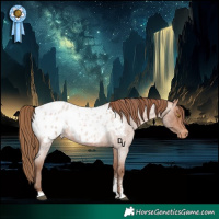 Horse Color:Brown Roan Pearl Sabino Appaloosa 
