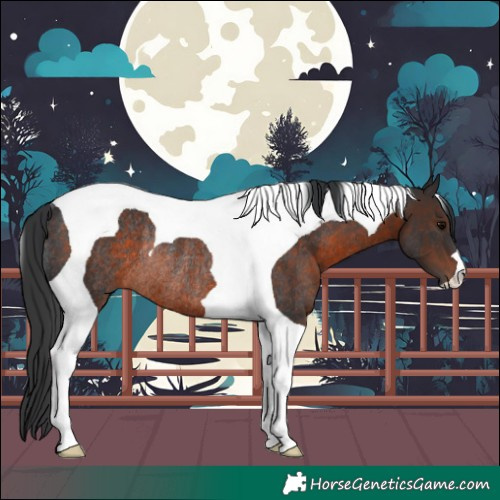 Horse Color:Brown Tobiano Rabicano 