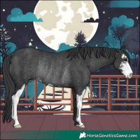 Horse Color:Black Sabino Rabicano 