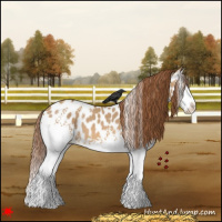 Horse Color:White Spotted Red Dun Splash Appaloosa 