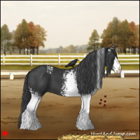 Horse Color:White Spotted Black