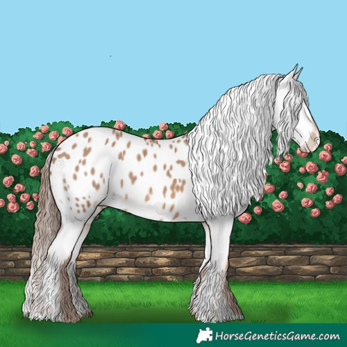Horse Color:Red Dun Appaloosa 