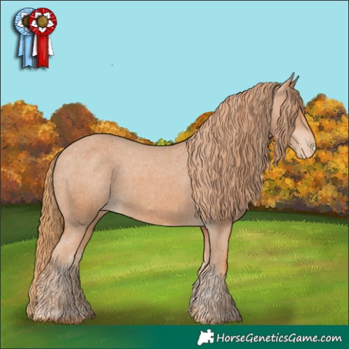 Horse Color:Chestnut Appaloosa 