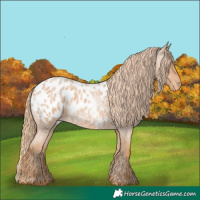 Horse Color:Red Roan Near Leopard 