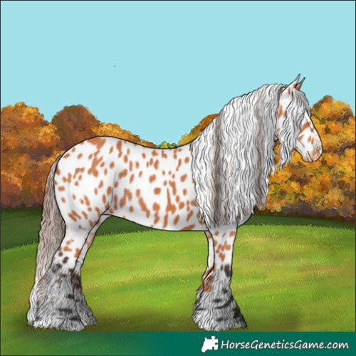 Horse Color:Bay Appaloosa 