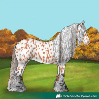 Horse Color:Bay Appaloosa 