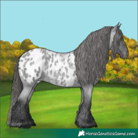 Horse Color:Blue Roan Near Leopard 