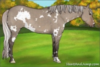 Horse Color:White Spotted Silver Grullo 