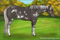 Horse Color:White Spotted Silver Black Tobiano 