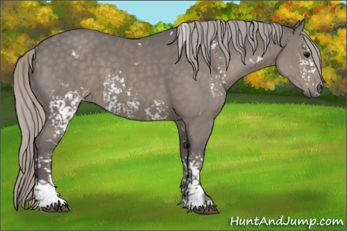 Horse Color:White Spotted Silver Black 