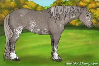 Horse Color:White Spotted Silver Black 