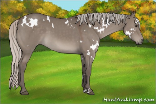 Horse Color:White Spotted Silver Grullo
