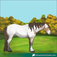 Horse Color:Bay Sabino Appaloosa
