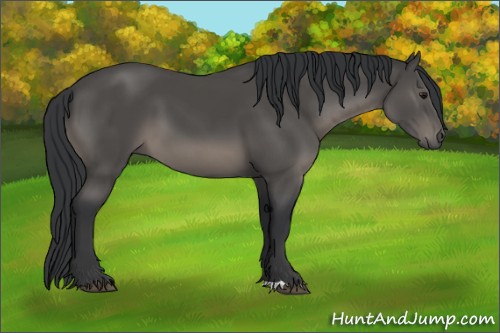 Horse Color:Black 