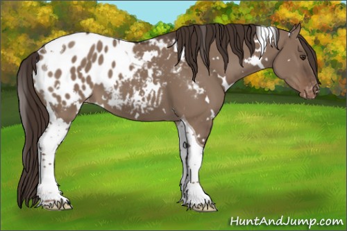 Horse Color:White Spotted Liver Red Dun Tobiano Appaloosa 