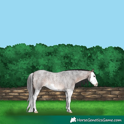 Horse Color:Brown Roan Splash Rabicano 