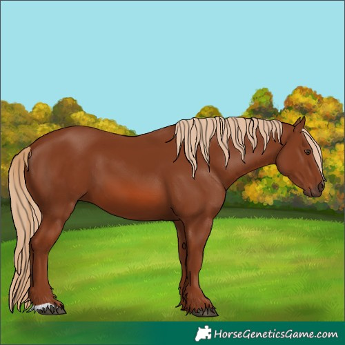 Horse Color:Chestnut 