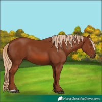 Horse Color:Chestnut 