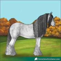 Horse Color:White Spotted Blue Roan 