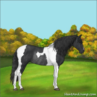 Horse Color:Black Tobiano Rabicano 
