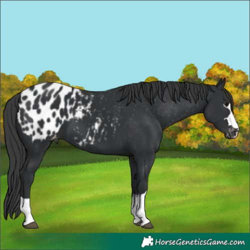Horse Color:Black Appaloosa