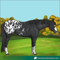 Horse Color:Black Appaloosa 