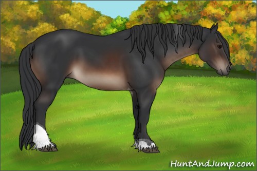 Horse Color:Brown Sabino Tobiano Rabicano 