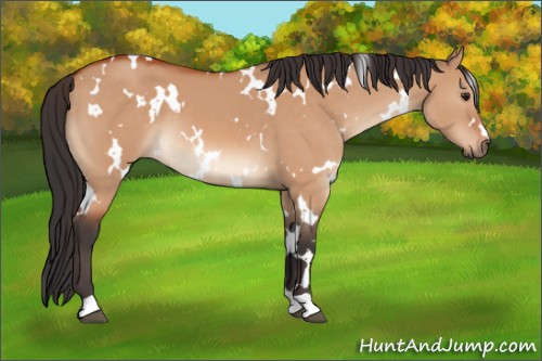 Horse Color:White Spotted Brown Dun 