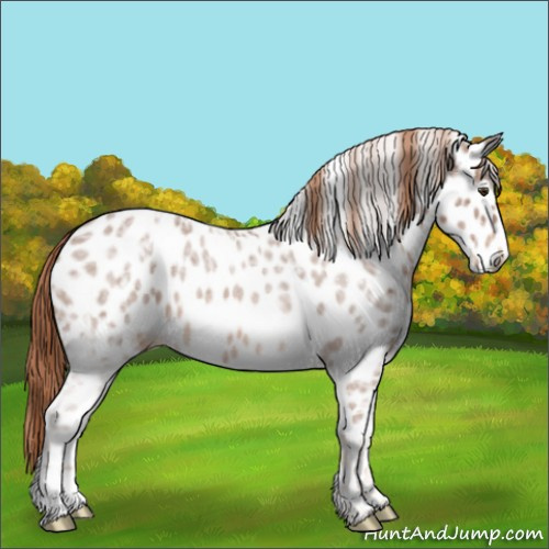Horse Color:Chestnut Ice Near Leopard Rabicano 
